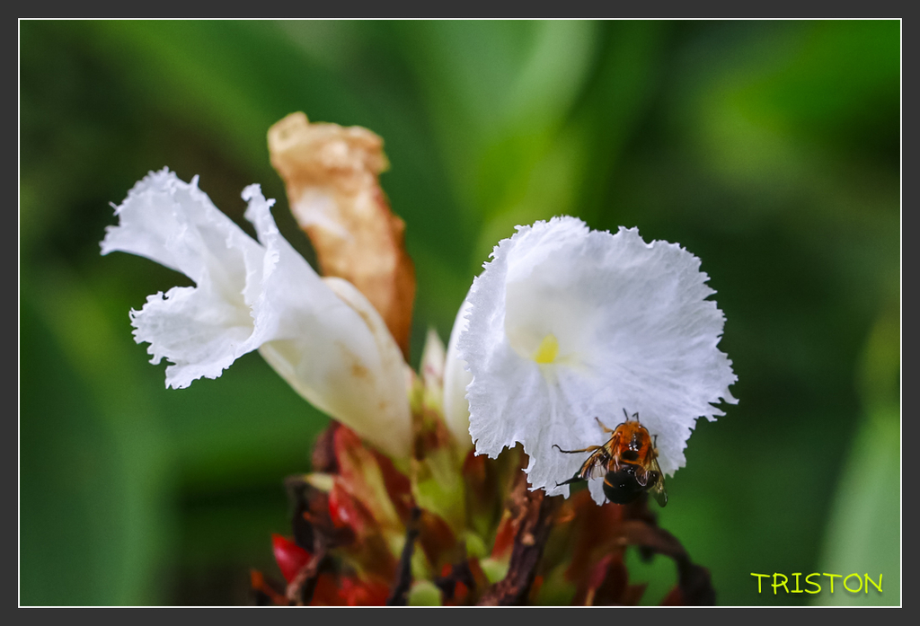 _H1A6825.jpg - 20170904 獨立山步道生態