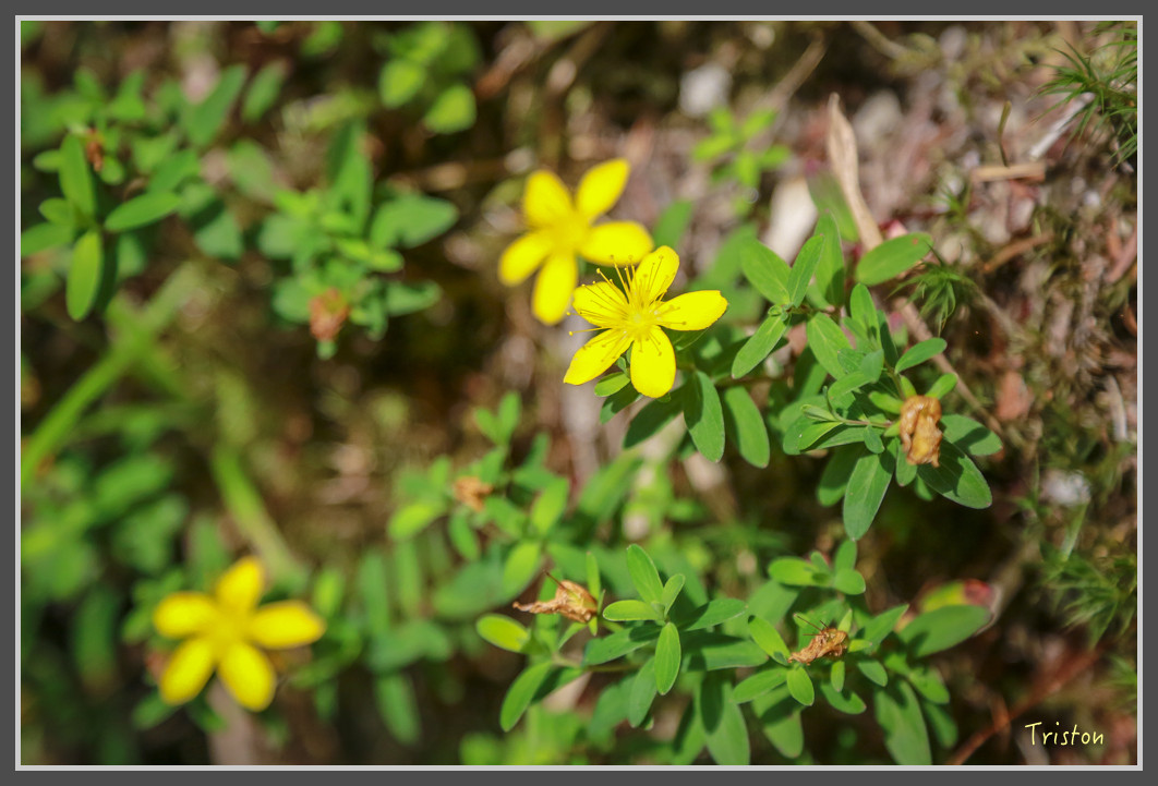 JH1A0197.jpg - 20160806 小奇萊步道、清境國小