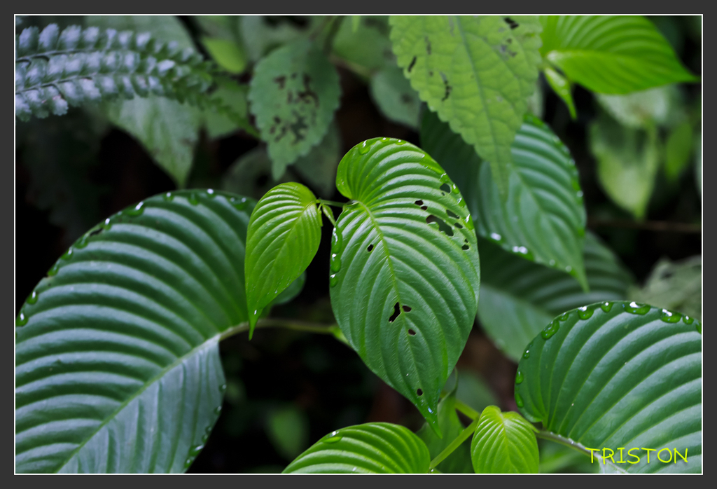 _H1A6865.jpg - 20170904 獨立山步道生態