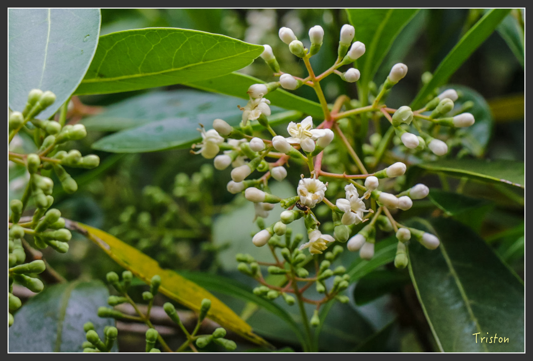 IMG_1467-2.jpg - 20160122 南仁湖、墾丁