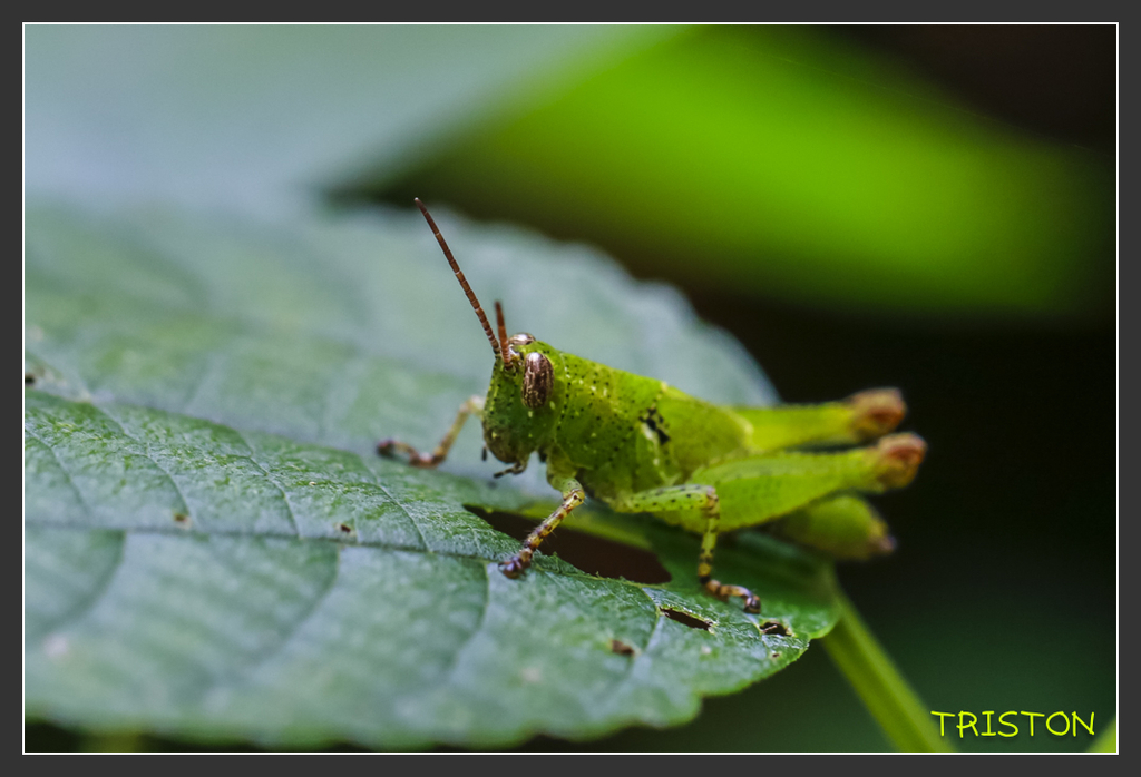 _H1A6979.jpg - 20170904 獨立山步道生態