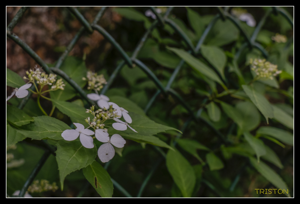 _MG_0751.jpg - 20170702 靜岡東海道之旅