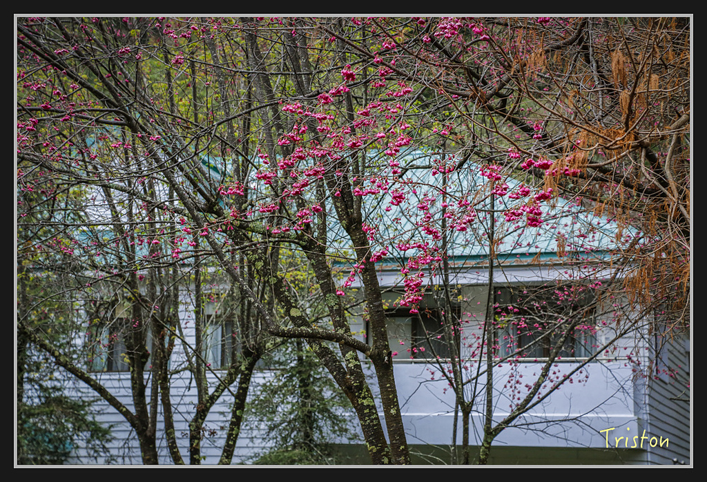 _H1A2335.jpg - 20170212 武界 萬大電廠 奧萬大