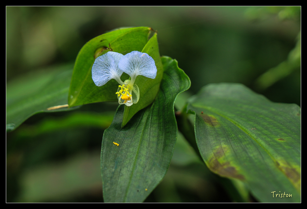 IMG_8424.jpg - 20151012 水社寮,四天王山