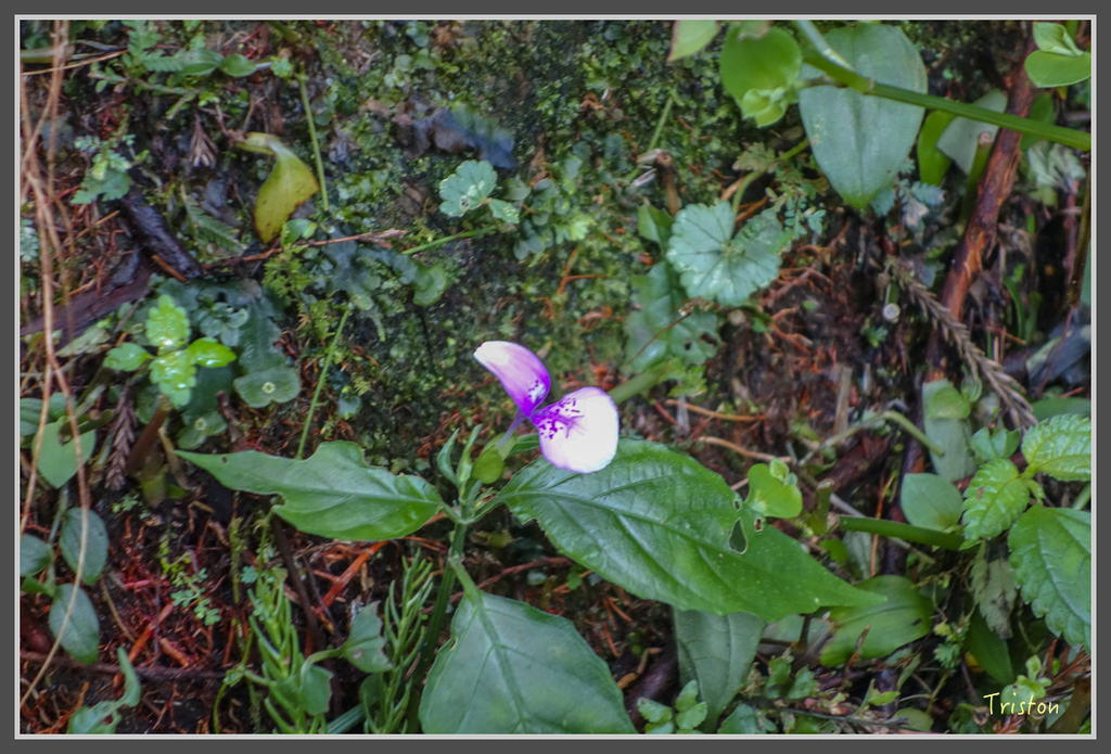 DSC00836.jpg - 20160924 溪頭台寅山