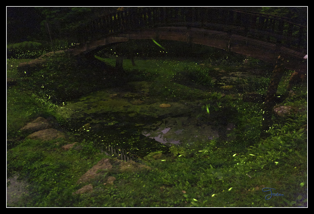 _H1A3830B.jpg - 20170425 阿里山＋圓潭螢火蟲