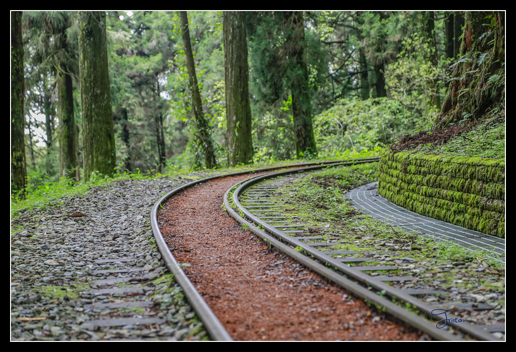 _H1A3628.jpg - 20170425 阿里山+圓潭螢火蟲