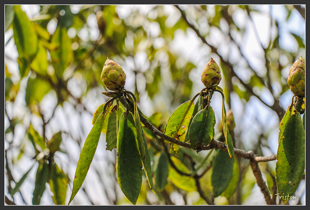 IMG_6180.jpg - 20160402 鹿林麟趾東埔山