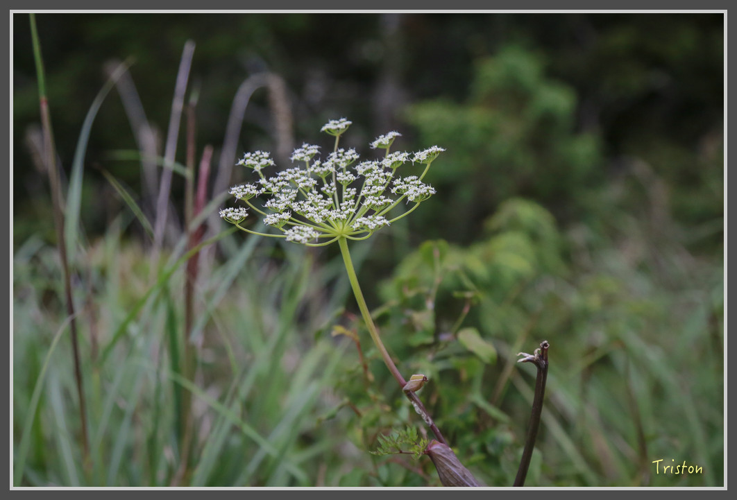 JH1A0185.jpg - 20160806 小奇萊步道、清境國小