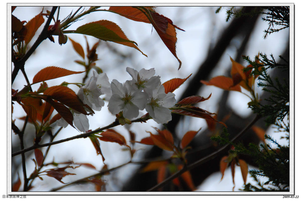 2009-03-22-11_19_37.jpg - 20090320 日本京阪神之旅
