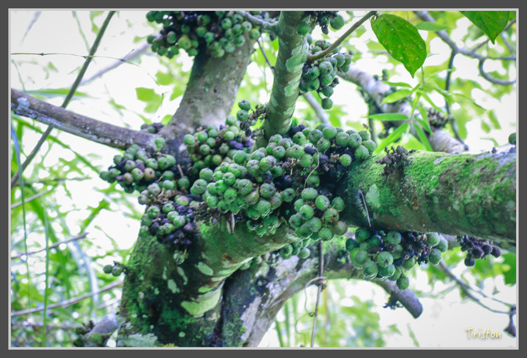 _MG_8723.jpg - 20160622 圓潭、雲潭、水社寮車站