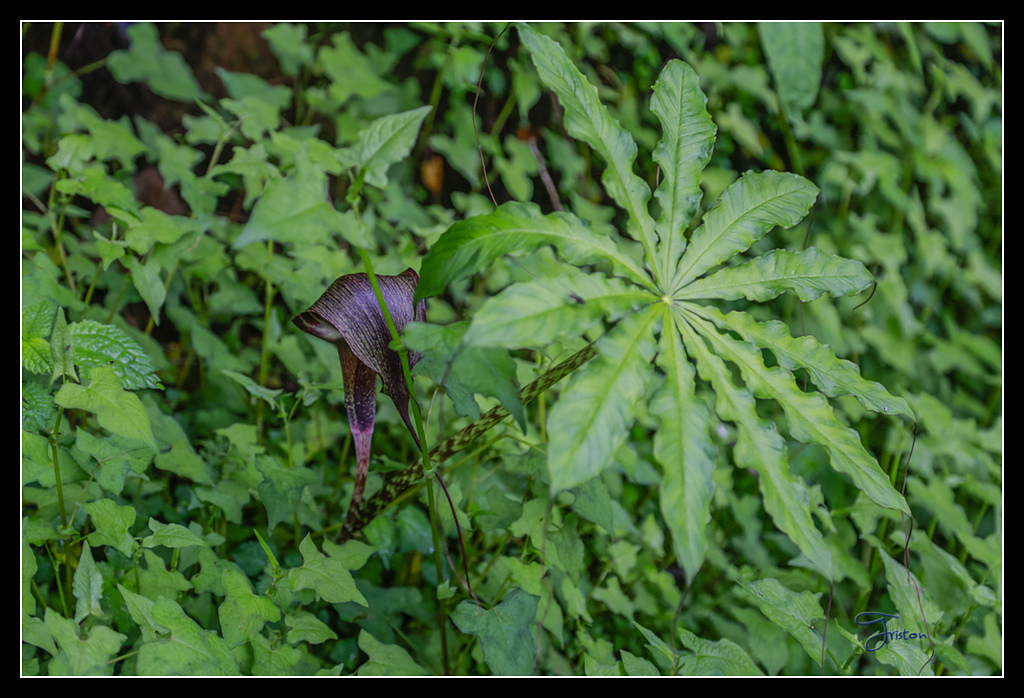 _H1A3652.jpg - 20170425 阿里山+圓潭螢火蟲