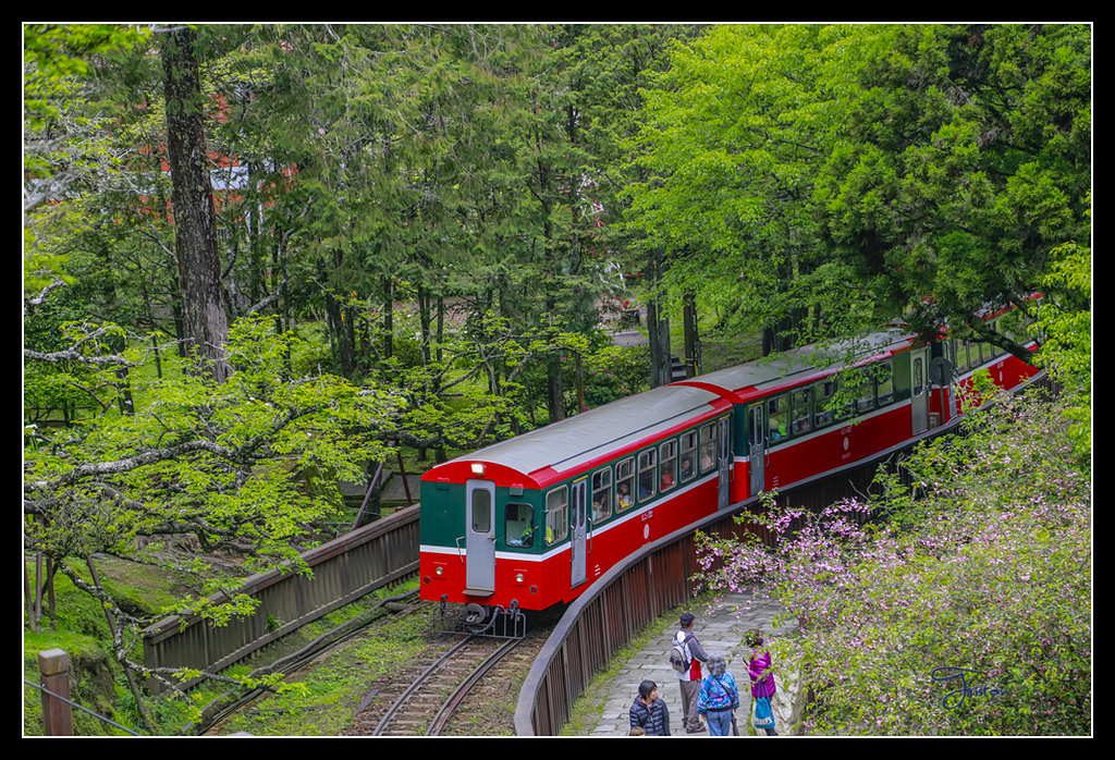 _H1A3690.jpg - 20170425 阿里山+圓潭螢火蟲