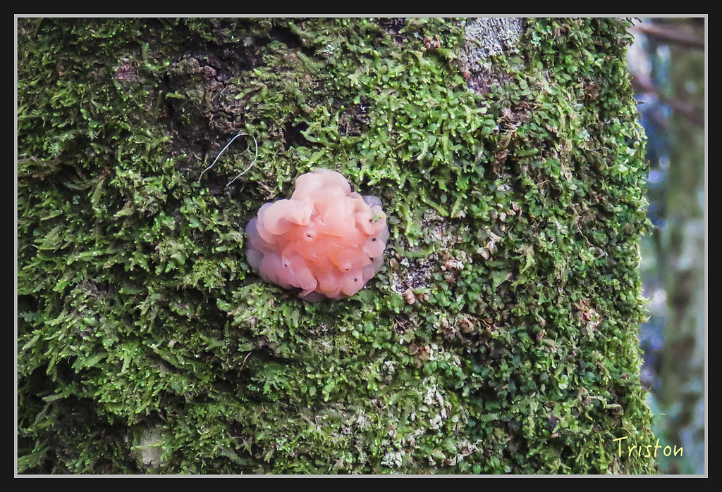 IMG_1419.jpg - 20170318 守關山、守城大山