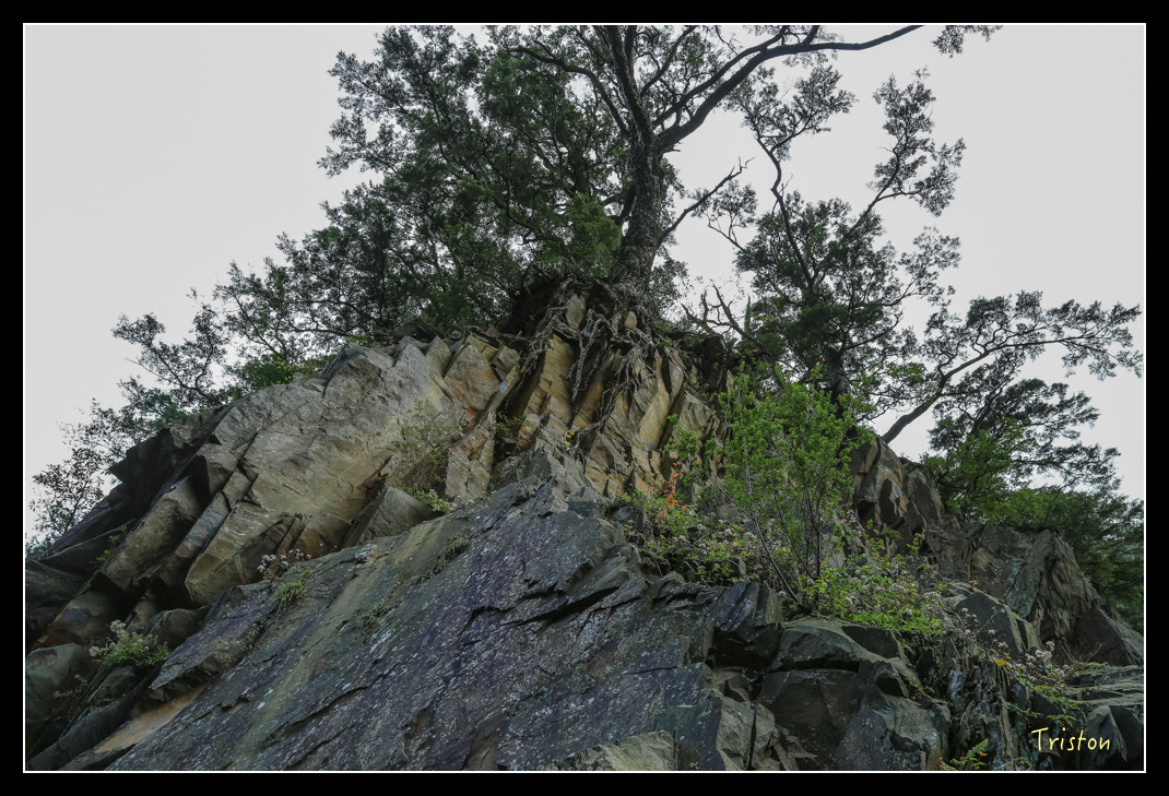 JH1A0754.jpg - 20151205 合歡溪步道、108K楓之谷