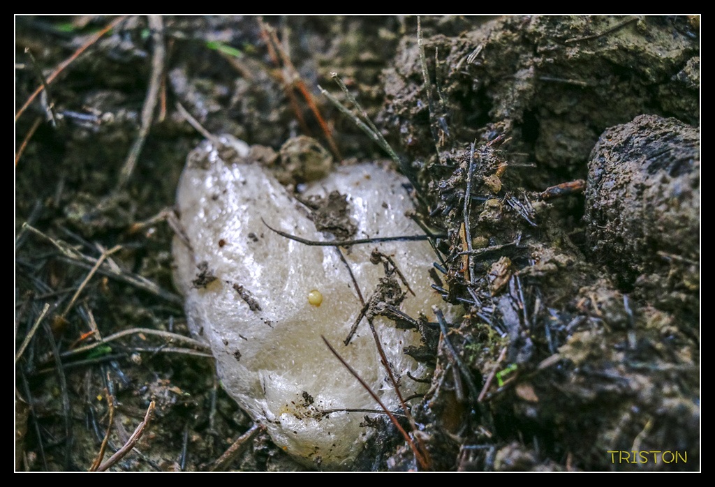 _MG_0026.jpg - 20170723 水漾森林