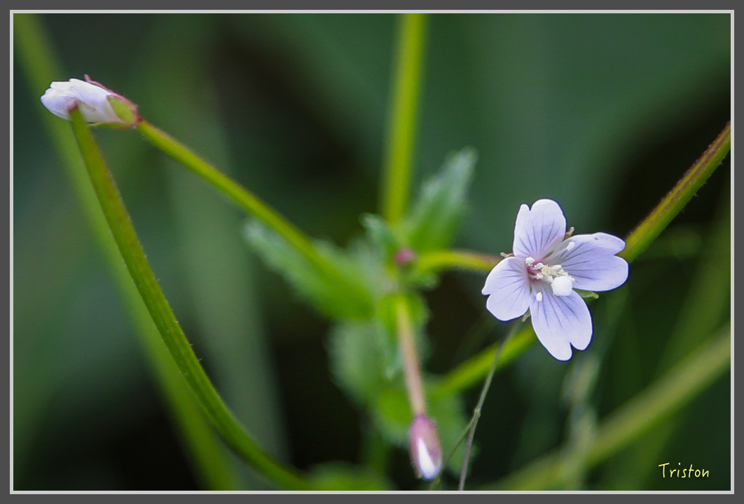 JH1A0147.jpg - 20160806 小奇萊步道、清境國小