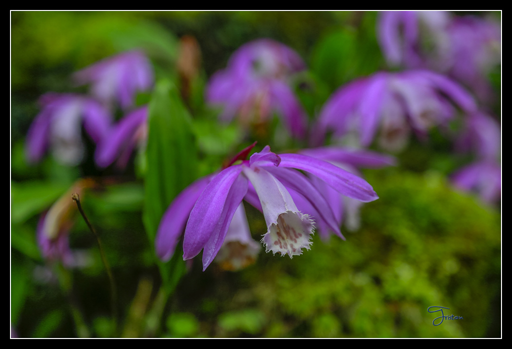 _H1A3670.jpg - 20170425 阿里山+圓潭螢火蟲