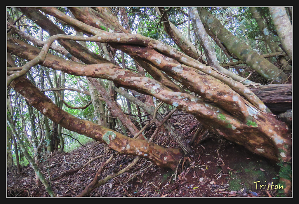 IMG_1383.jpg - 20170318 守關山、守城大山