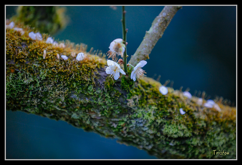 _H1A1242.jpg - 20170117 烏松崙、竹青庭