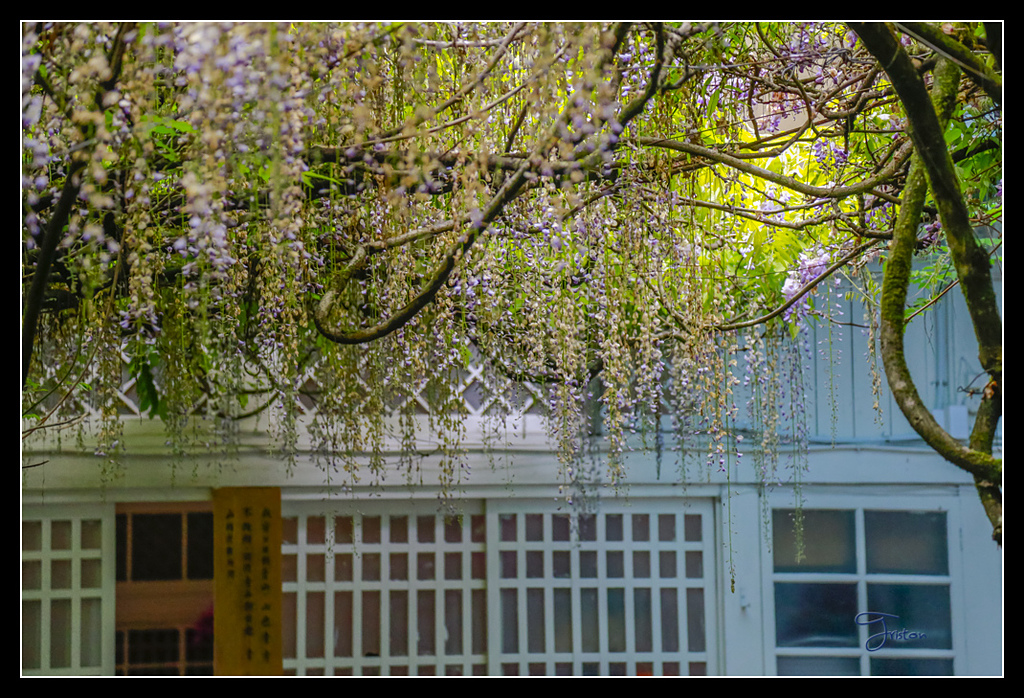 _H1A3763.jpg - 20170425 阿里山+圓潭螢火蟲