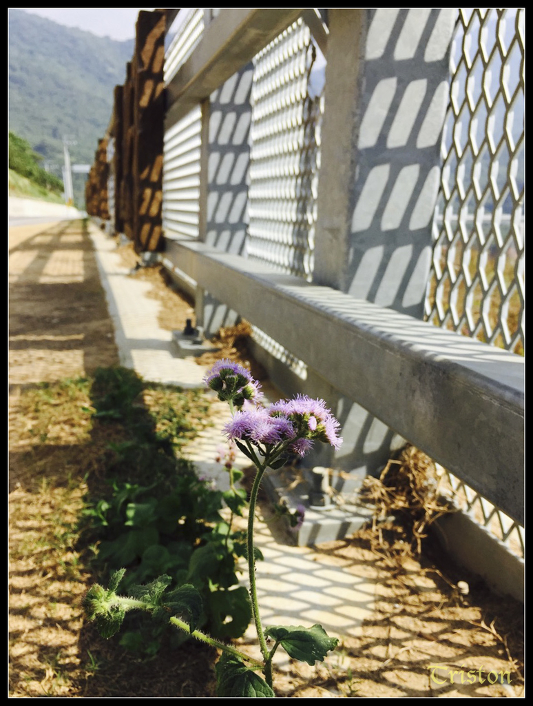 s__2826288_15765462015_o.jpg - 20141111 屏東霧台 神山 一日來往輕旅行