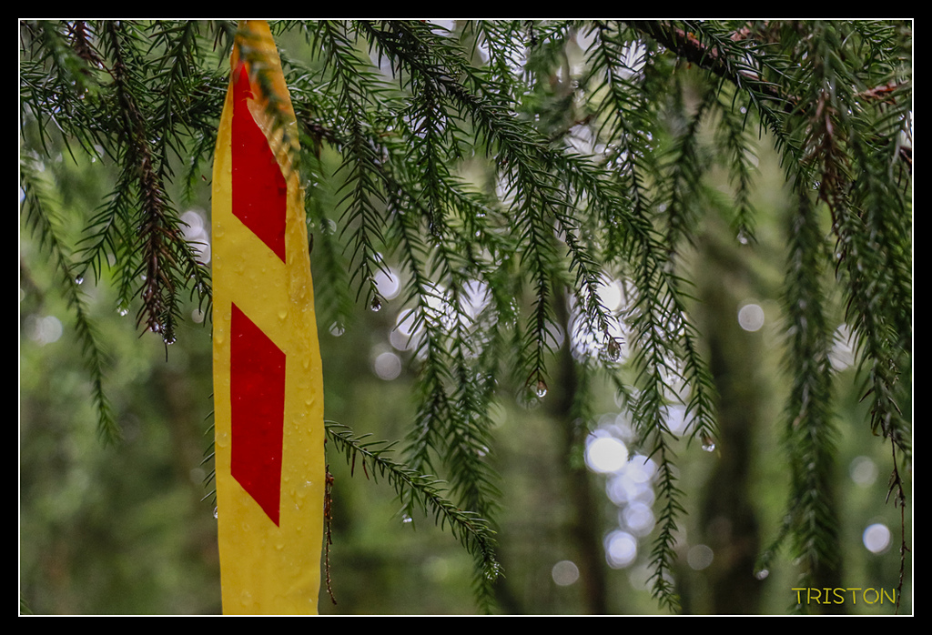 _MG_0124.jpg - 20170723 水漾森林