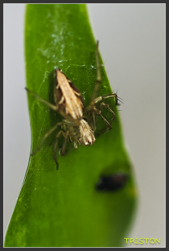 _H1A6749.jpg - 20170904 獨立山步道生態