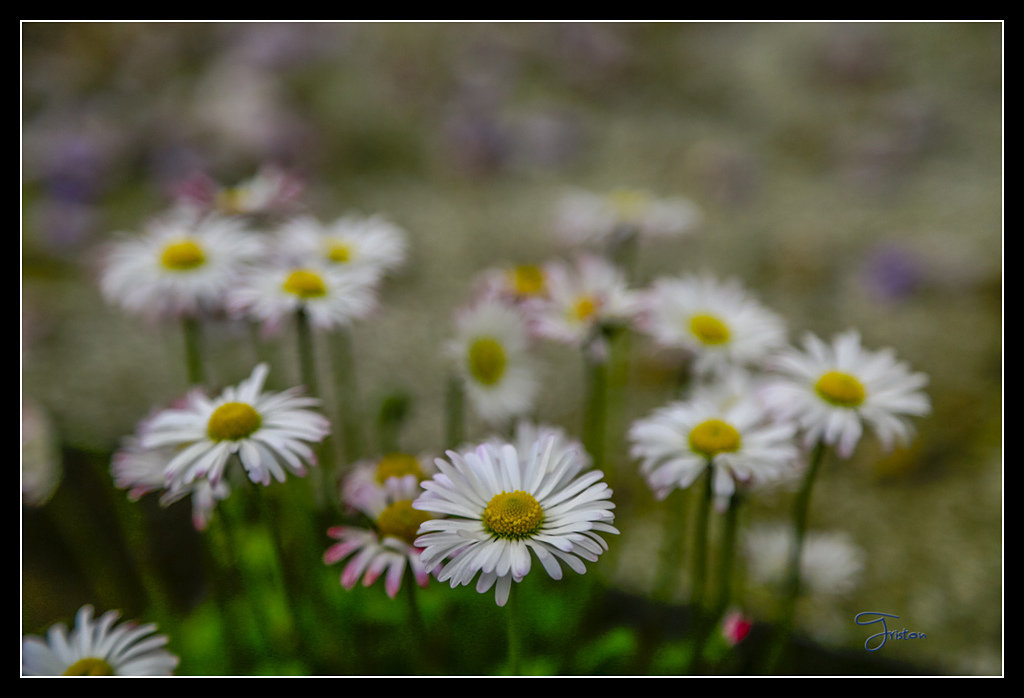 _H1A3726.jpg - 20170425 阿里山+圓潭螢火蟲
