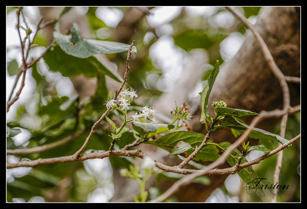 _H1A3197.jpg - 20170401 墾丁