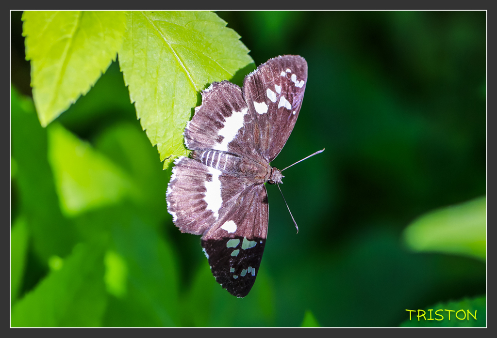 _H1A6996.jpg - 20170904 獨立山步道生態