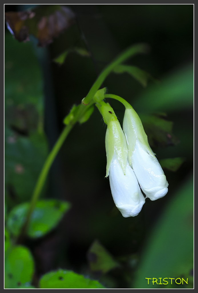 _H1A6763.jpg - 20170904 獨立山步道生態