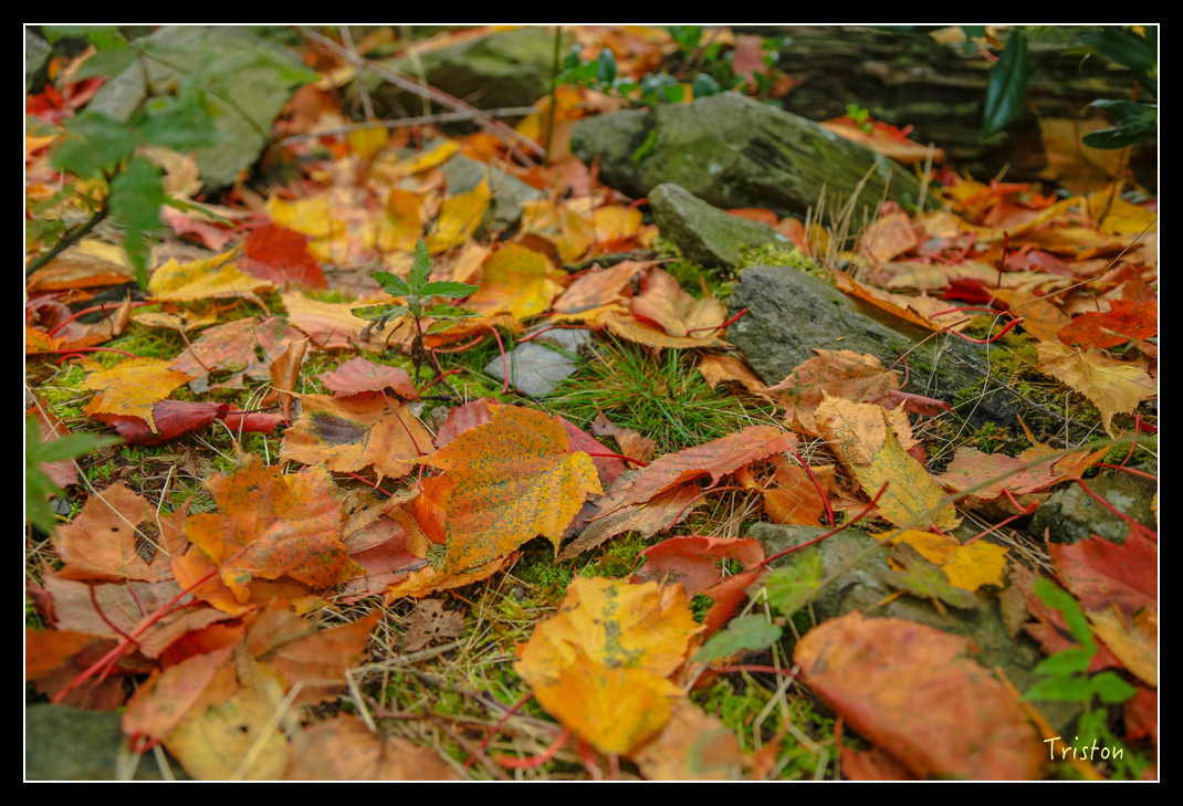 JH1A0716.jpg - 20151205 合歡溪步道、108K楓之谷