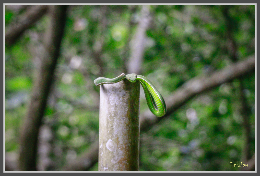 _MG_9183.jpg - 20160716 青年嶺步道