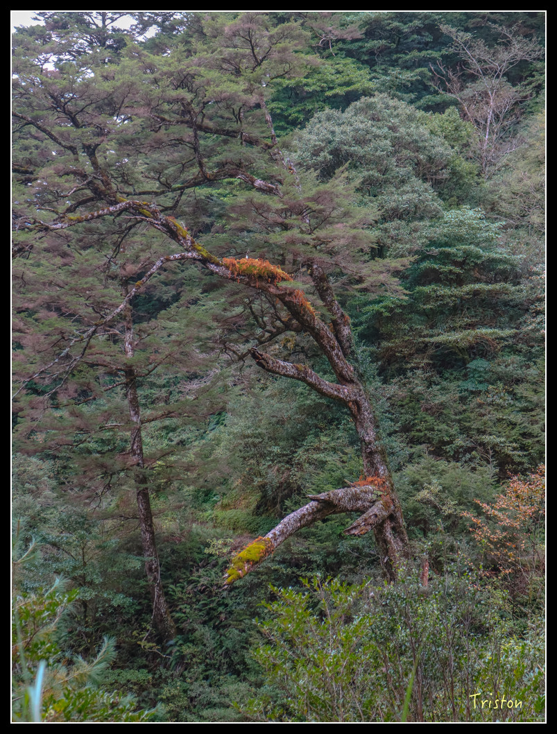 IMG_0946.jpg - 20151205 合歡溪步道、108K楓之谷