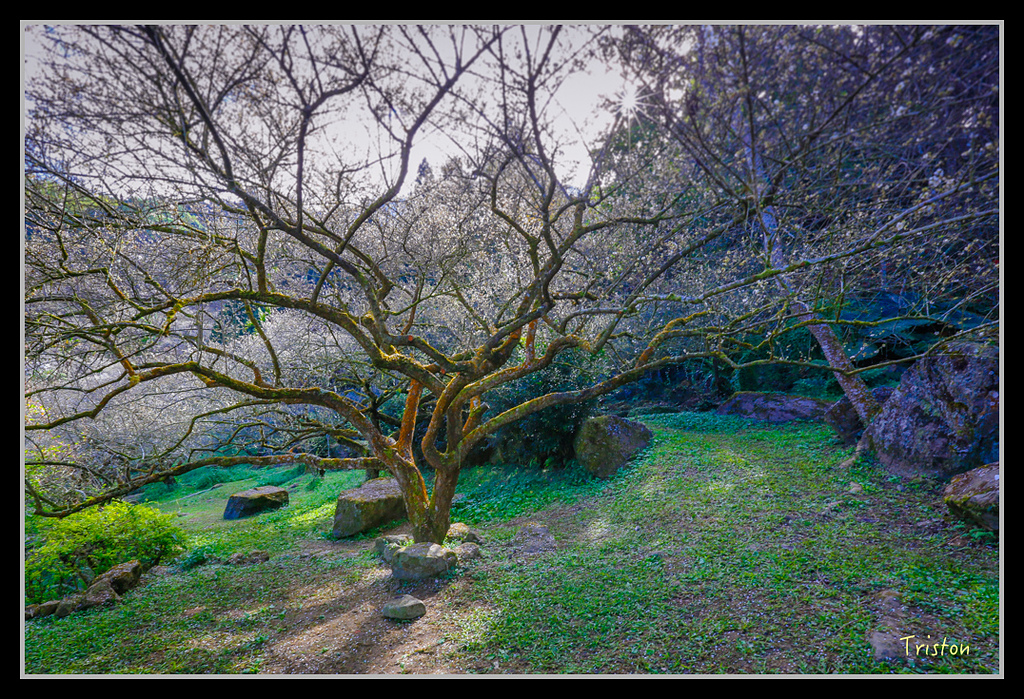 _H1A1564.jpg - 20170117 烏松崙、竹青庭