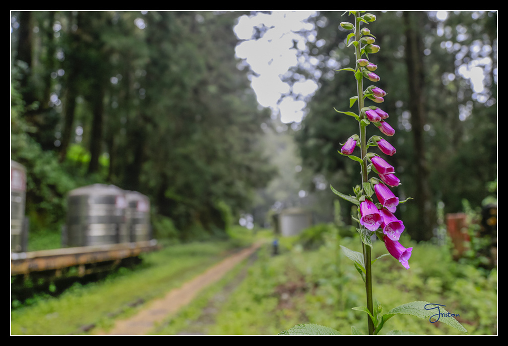 _H1A3662.jpg - 20170425 阿里山+圓潭螢火蟲