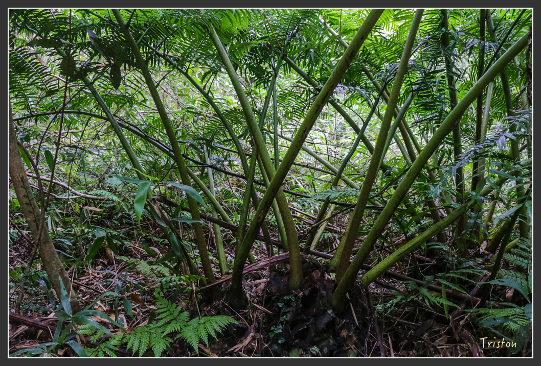 IMG_1397-2.jpg - 20160122 南仁湖、墾丁