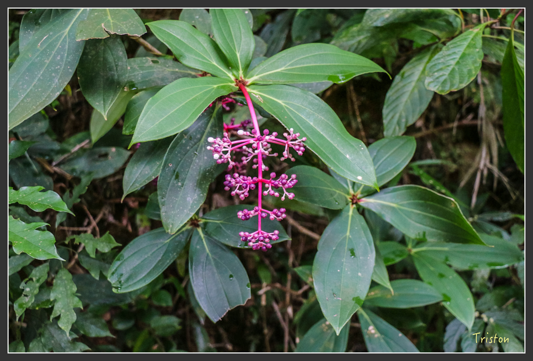 IMG_1423-2.jpg - 20160122 南仁湖、墾丁