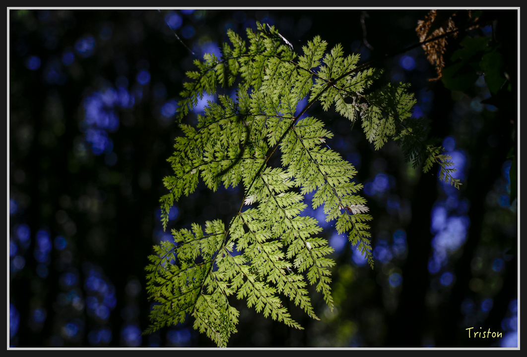 _MG_0035.jpg - 20161226 大塔山