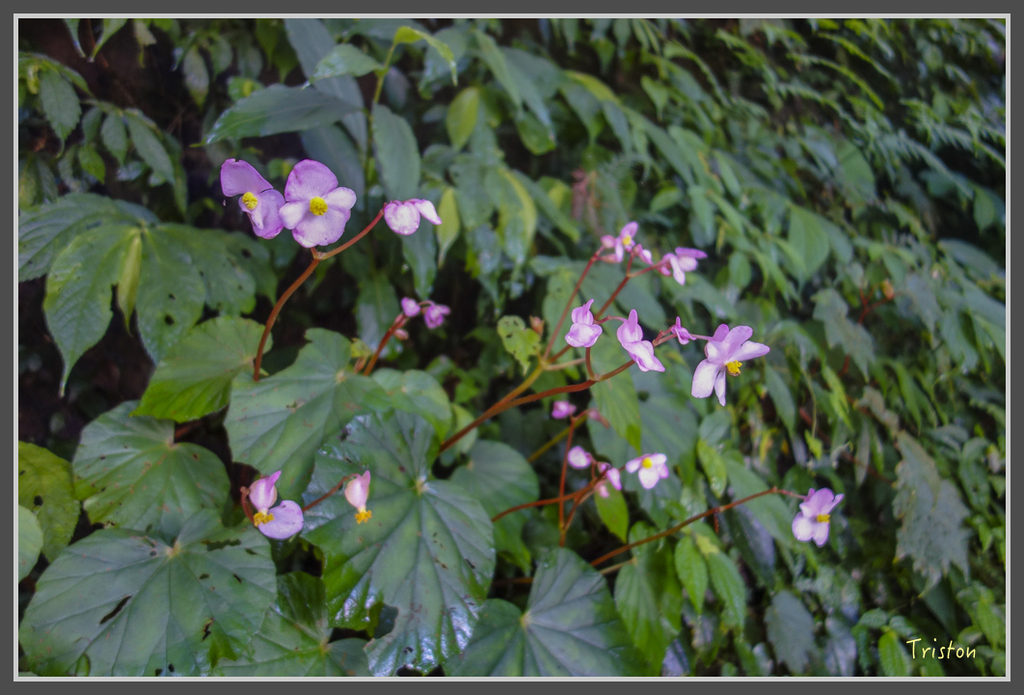 DSC00775.jpg - 20160924 溪頭台寅山