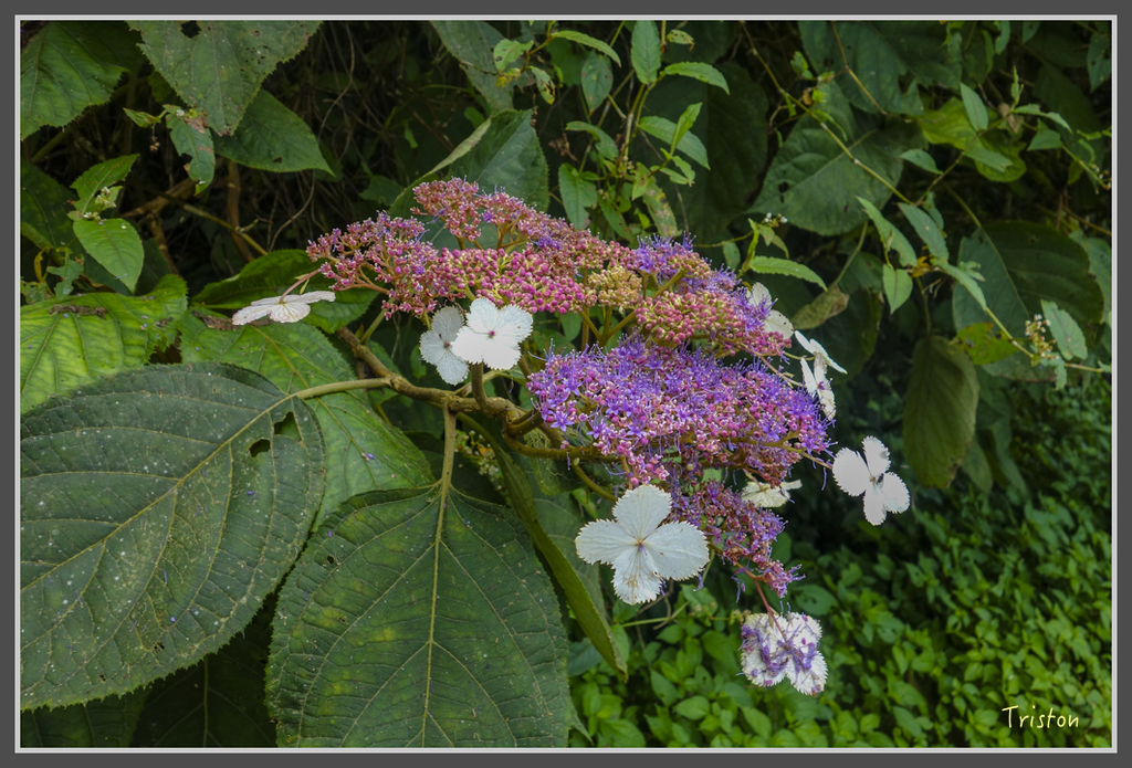 DSC00822.jpg - 20160924 溪頭台寅山