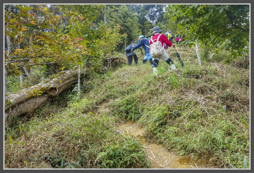 DSC00793.jpg - 20160924 溪頭台寅山