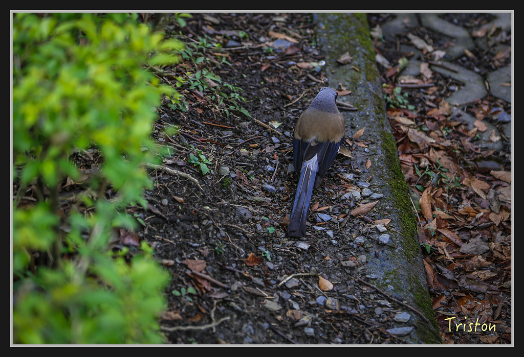 _H1A2431.jpg - 20170212 武界 萬大電廠 奧萬大