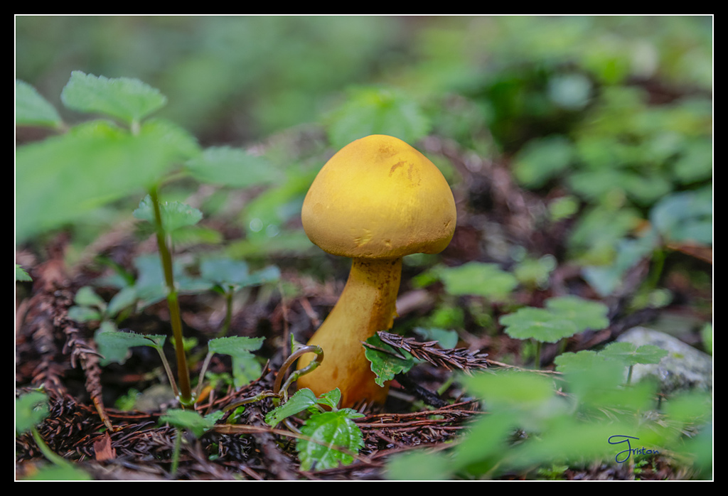 _H1A3635.jpg - 20170425 阿里山+圓潭螢火蟲