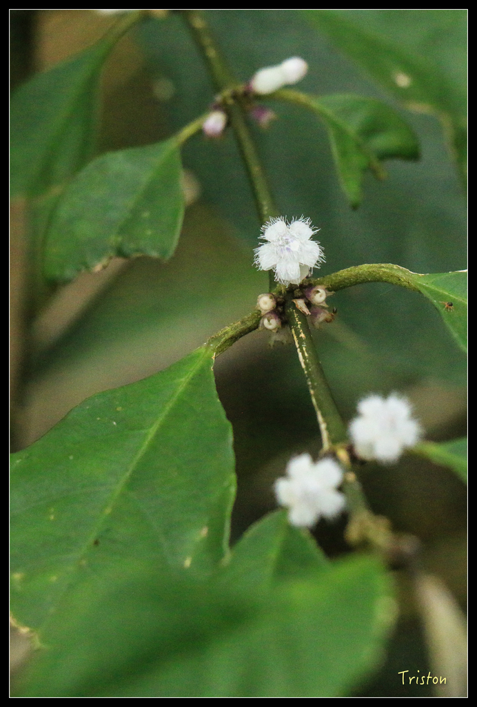 IMG_8439.jpg - 20151012 水社寮,四天王山