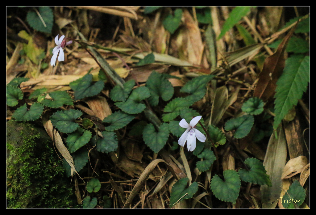 IMG_8447.jpg - 20151012 水社寮,四天王山