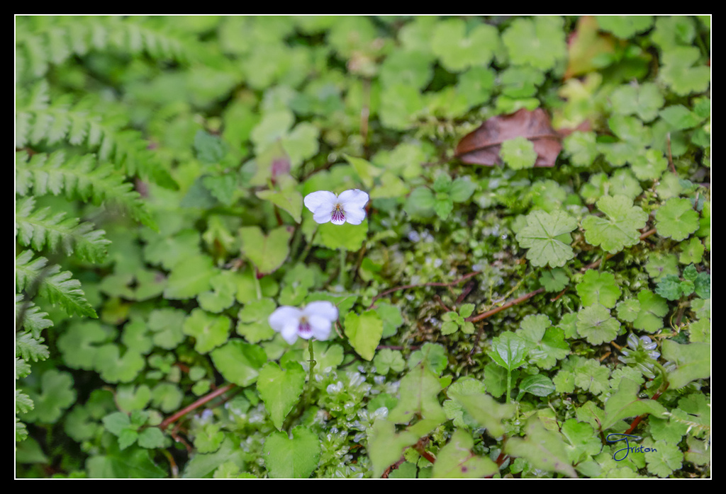 _H1A3649.jpg - 20170425 阿里山+圓潭螢火蟲