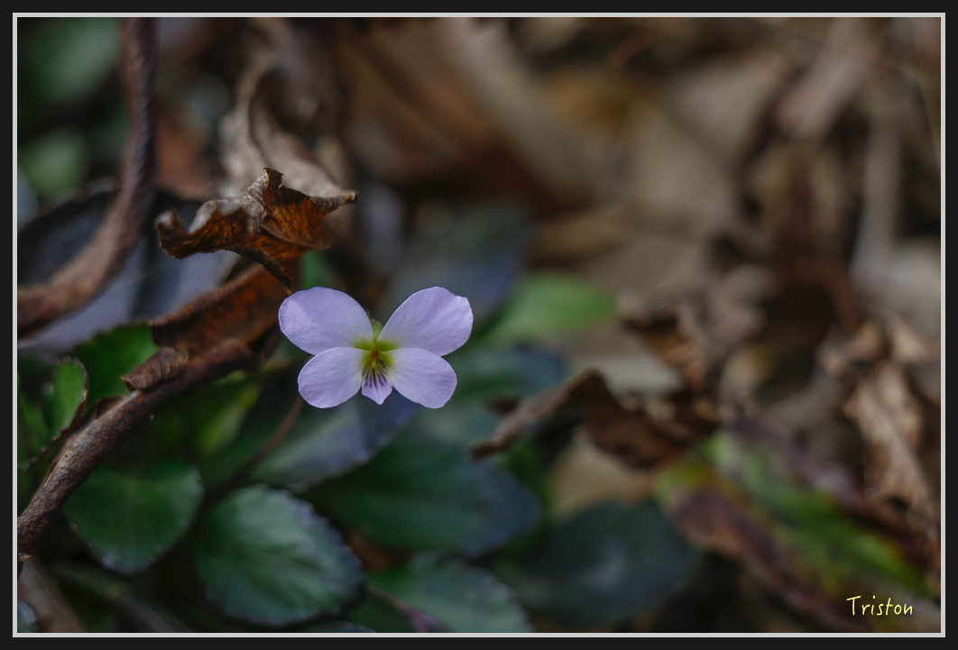 00351.jpg - 20170107 香港健行