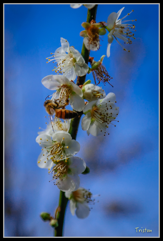 _H1A1517.jpg - 20170117 烏松崙、竹青庭